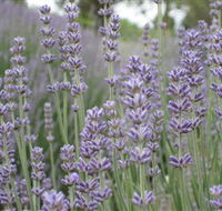 Warratina Lavender Farm - Accommodation Adelaide