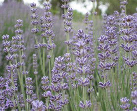 Warratina Lavender Farm - Accommodation Adelaide 0