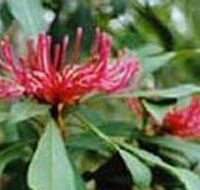 Alfred National Park - Accommodation Adelaide