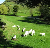 Goats of Gaia Soap - Accommodation Adelaide