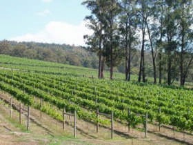 Piedmont Vineyard - Accommodation Adelaide 0