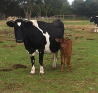 Animal Land Children's Farm - Accommodation Adelaide