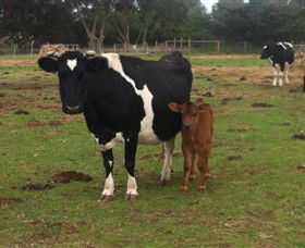 Animal Land Children's Farm - Accommodation Adelaide 0