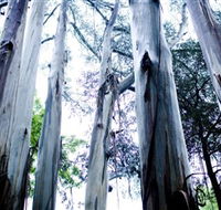 Dandenong Ranges National Park - Accommodation Adelaide