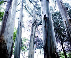 Dandenong Ranges National Park - Accommodation Adelaide 0