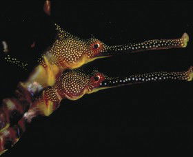 Eagle Rock Marine Sanctuary - Accommodation Adelaide 0