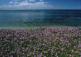 The Lakes National Park - Accommodation Adelaide 0