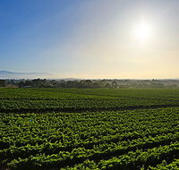GREENSTONE VINEYARDS - Accommodation Adelaide