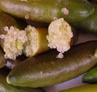 Sandy Creek Olives and Finger Limes - Accommodation Adelaide