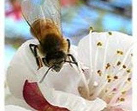 Clayridge Honey - Accommodation Adelaide 0