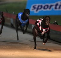 Dapto Dogs - Accommodation Adelaide