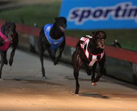 Dapto Dogs - Accommodation Adelaide 0