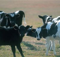 Bodalla Dairy Cheese Factory - Accommodation Adelaide