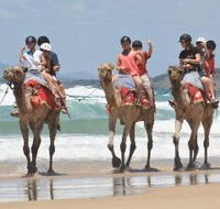 Camel Rides with Coffs Coast Camels - Accommodation Adelaide