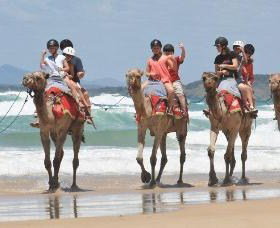 Camel Rides With Coffs Coast Camels - Accommodation Adelaide 0