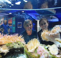 Solitary Islands Aquarium - Accommodation Adelaide