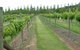 Lake George Winery - thumb 1