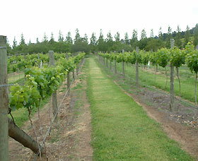 Lake George Winery - Accommodation Adelaide 1