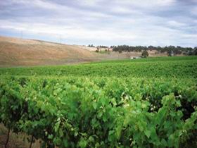 Uleybury Wines - Accommodation Adelaide 2