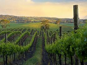 Nepenthe Wines - Accommodation Adelaide 3
