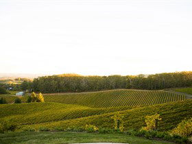 Pike And Joyce Wines - Accommodation Adelaide 1