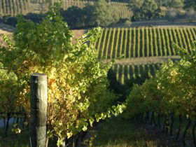 Pike And Joyce Wines - Accommodation Adelaide 0