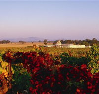 Morris Wines - Accommodation Adelaide