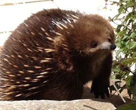 Coal Valley Vineyard - Accommodation Adelaide 4