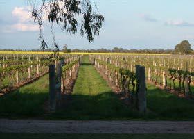 Water Wheel Vineyards - Accommodation Adelaide 0