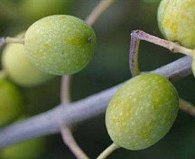 Montalto Vineyard And Olive Grove - Accommodation Adelaide 0