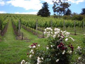 Pembroke Estate Vineyard - Accommodation Adelaide 0