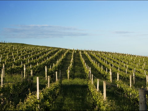 Delamere Vineyard - Accommodation Adelaide 0