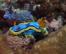 Coral Gardens Dive Site Mooloolaba - Accommodation Adelaide 1