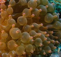 Coral Gardens Dive Site Mooloolaba - Accommodation Adelaide