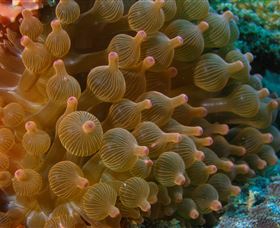 Coral Gardens Dive Site Mooloolaba - Accommodation Adelaide 0