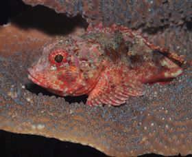 Coral Gardens Dive Site Mooloolaba - Accommodation Adelaide 2