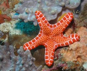 Coral Gardens Dive Site Mooloolaba - Accommodation Adelaide 3