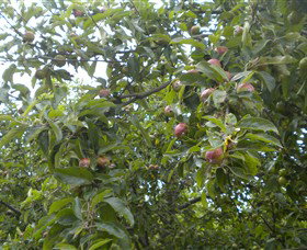 Tin Shed Cider - Accommodation Adelaide 1