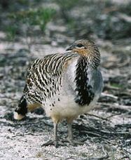 Yongergnow Australian Malleefowl Centre - Accommodation Adelaide 0