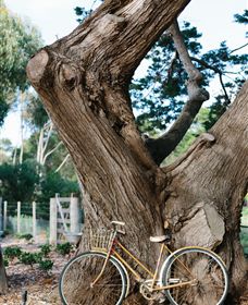 Kiltynane Wines - Accommodation Adelaide 8