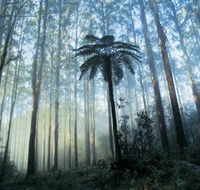 Yarra Ranges National Park - Accommodation Adelaide