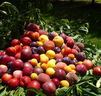 Rayner's Orchard - Accommodation Adelaide