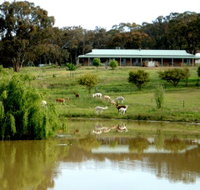 Clearview Alpacas - Accommodation Adelaide