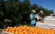 Gayndahs Big Orange - thumb 3