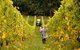 Polperro Winery - thumb 7