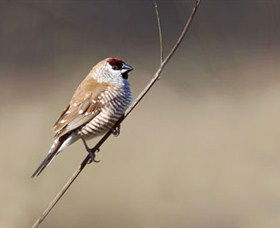 Capertee Valley Bird Trail - Accommodation Adelaide 3