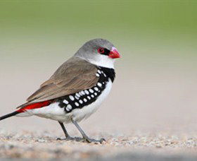 Capertee Valley Bird Trail - Accommodation Adelaide 1