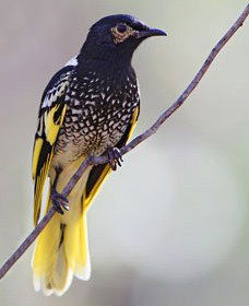 Capertee Valley Bird Trail - Accommodation Adelaide 4