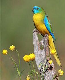 Capertee Valley Bird Trail - Accommodation Adelaide 5