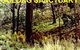 Oolong Sanctuary - thumb 0